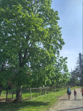 Magnifique arbre en bordure de chemin sur lequel marche la famille
