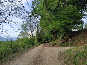 Une piste de terre entourée d'arbres.