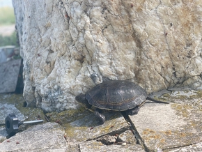 une tortue